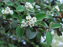 Cotoneaster pannosus