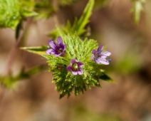 Navarretia heterodoxa