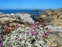 Allium dichlamydeum