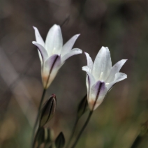 Triteleia peduncularis