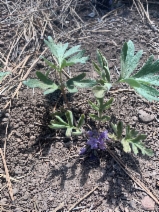 Hydrophyllum capitatum