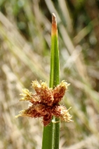 Schoenoplectus americanus