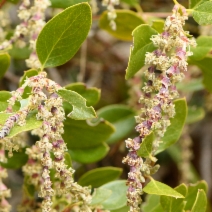 Garrya buxifolia