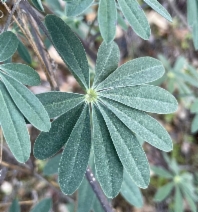 Lupinus albicaulis