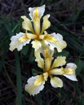 Iris fernaldii