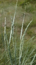 Elymus triticoides