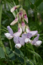 Vicia americana