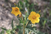 Mentzelia lindleyi