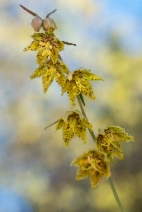 Fritillaria ojaiensis
