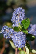 Ceanothus oliganthus var. oliganthus