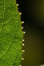 Ceanothus oliganthus var. oliganthus