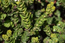 Arctostaphylos refugioensis