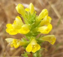Parentucellia viscosa