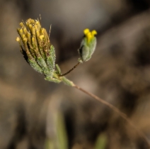 Rigiopappus leptocladus