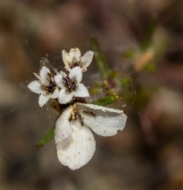 Calycadenia pauciflora