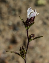 Calycadenia pauciflora