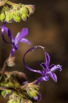 Trichostema laxum