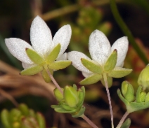 Minuartia californica