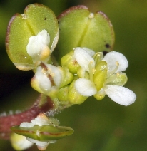 Lepidium nitidum