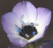 Gilia tricolor