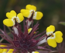 Triphysaria eriantha ssp. eriantha