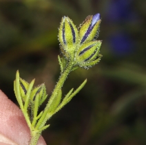 Gilia tricolor ssp. tricolor