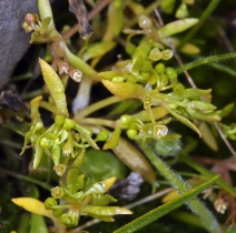 Montia fontana