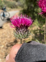 Cirsium occidentale var. lucianum