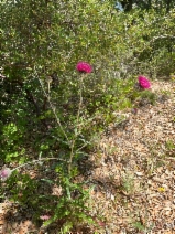Cirsium occidentale var. lucianum