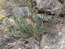 Ivesia pickeringii