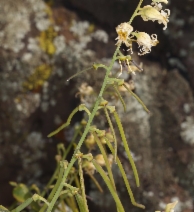 Streptanthus lemmonii