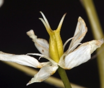 Toxicoscordion fremontii