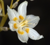 Toxicoscordion fremontii