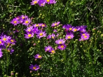 Senecio elegans
