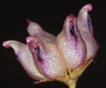Trifolium depauperatum