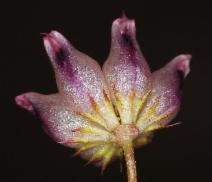 Trifolium depauperatum var. depauperatum