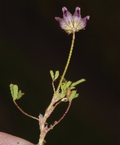 Trifolium depauperatum