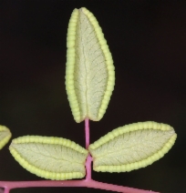 Pellaea andromedifolia