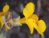 Mimulus glaucescens