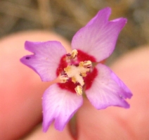 Clarkia franciscana