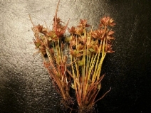 Juncus capitatus