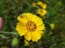 Layia gaillardioides
