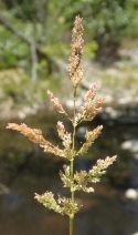 Polypogon viridis