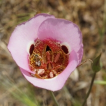 Calochortus vestae