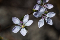 Hesperolinon congestum