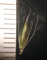 Hordeum brachyantherum ssp. californicum