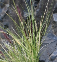 Cenchrus setaceus