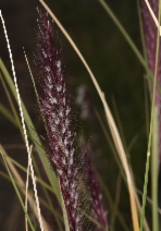 Cenchrus setaceus