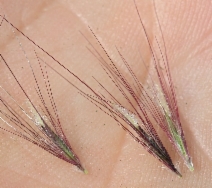 Cenchrus setaceus