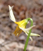 Erythronium purpurascens